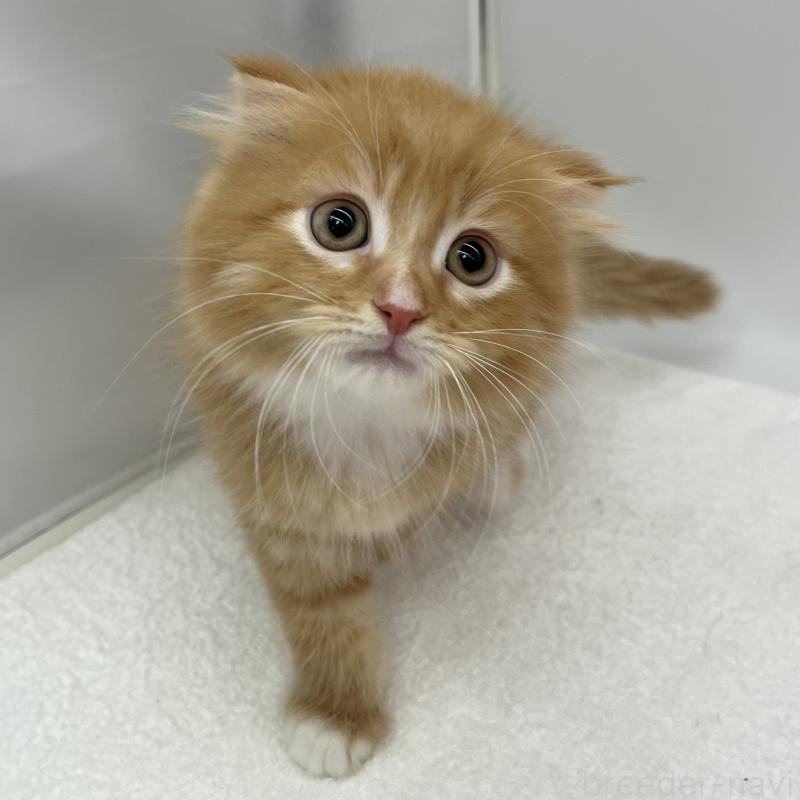 販売中の愛知県のスコティッシュフォールド(折れ耳)-134800の2枚目