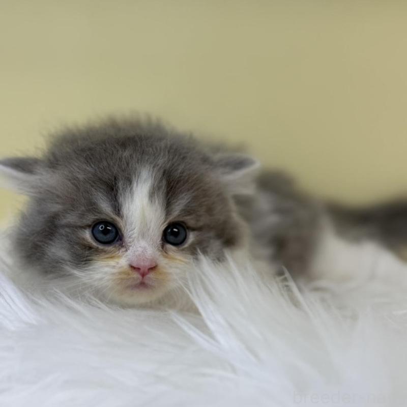 販売中の埼玉県のラガマフィン-134798の2枚目