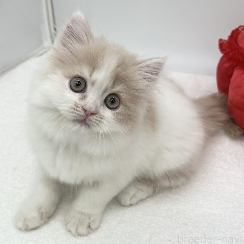 販売中の愛知県のスコティッシュフォールド-134801