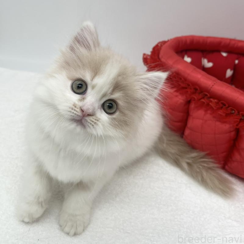 販売中の愛知県のスコティッシュフォールド-134801の4枚目