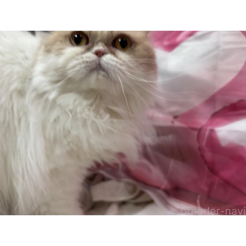 販売中の大阪府のミヌエット-90465の3枚目