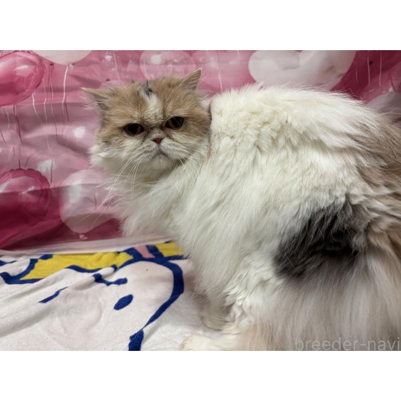 販売中の大阪府のミヌエット-90465の2枚目