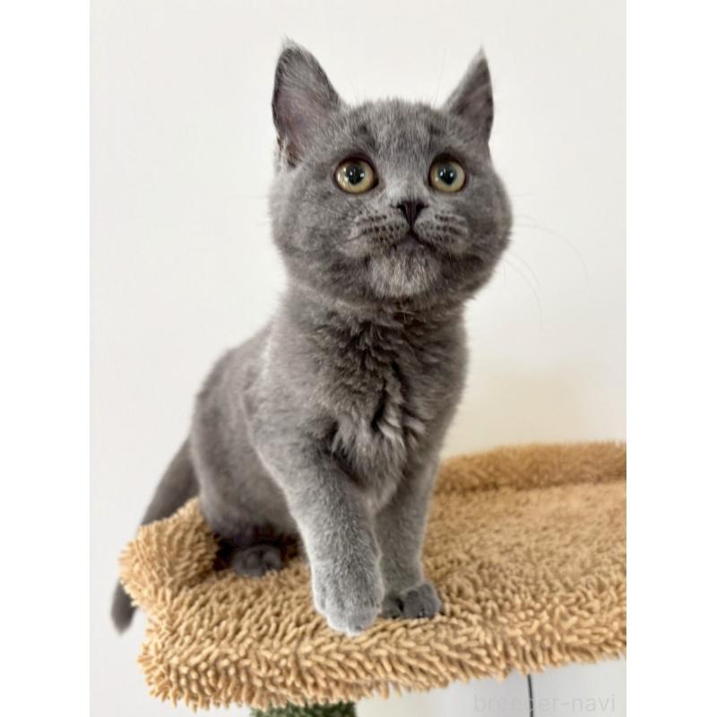 販売中の静岡県のシャルトリュー-134802の6枚目