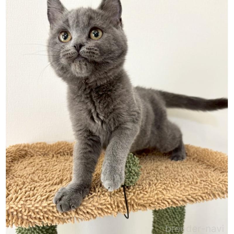 販売中の静岡県のシャルトリュー-134802の5枚目