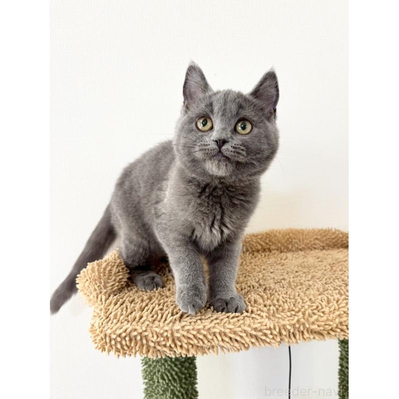 販売中の静岡県のシャルトリュー-134802の3枚目