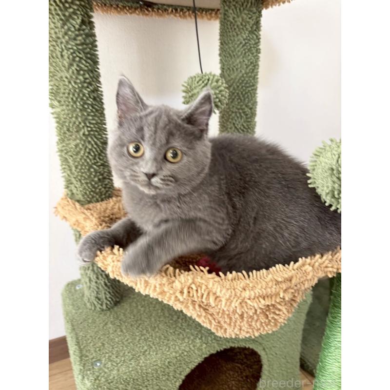 販売中の静岡県のシャルトリュー-134802の2枚目