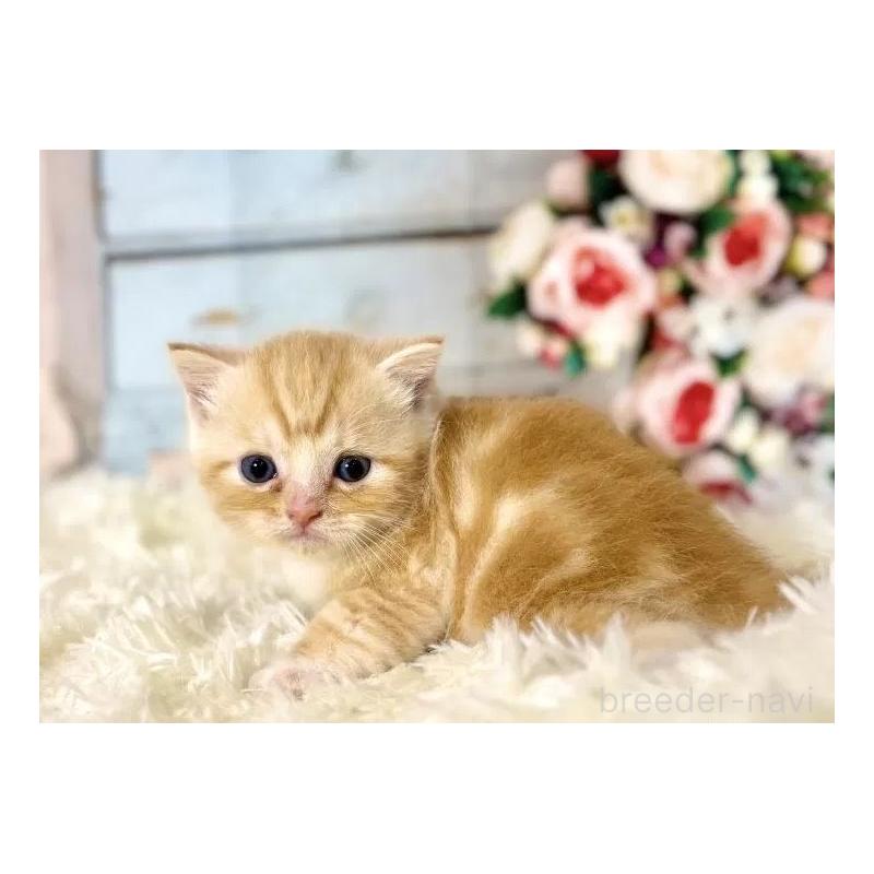 販売中の東京都のミヌエット-134803の2枚目