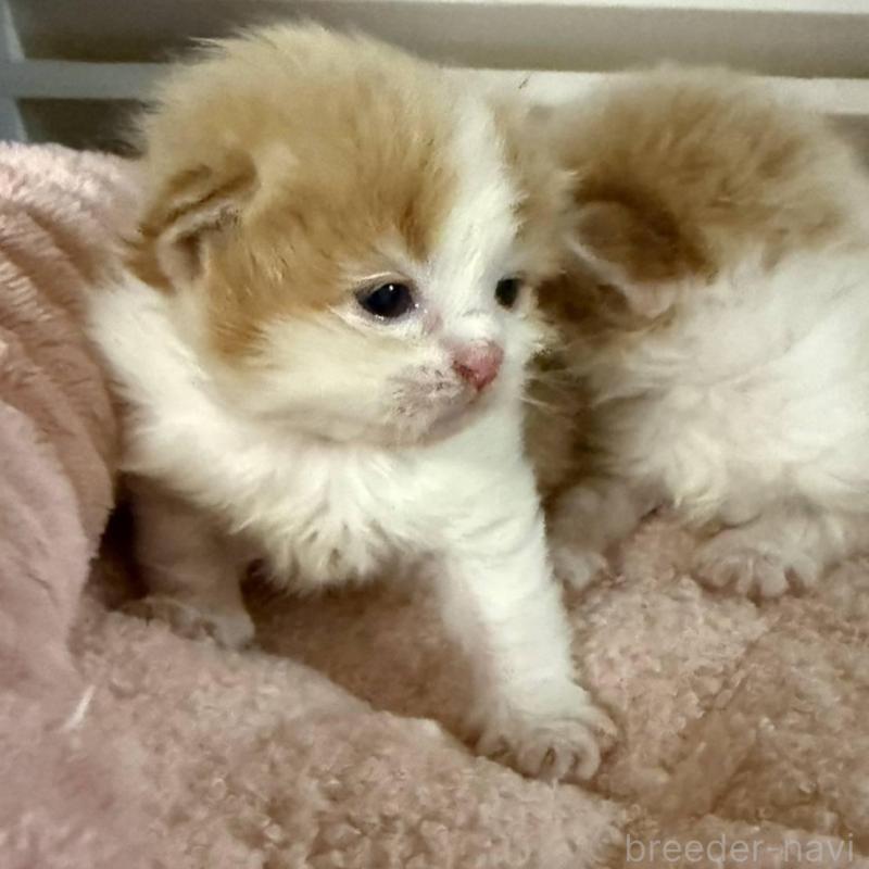 販売中の北海道のミックス-134804の18枚目