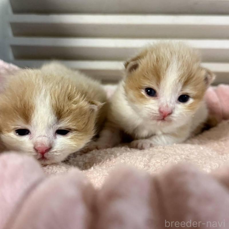 販売中の北海道のミックス-134804の13枚目