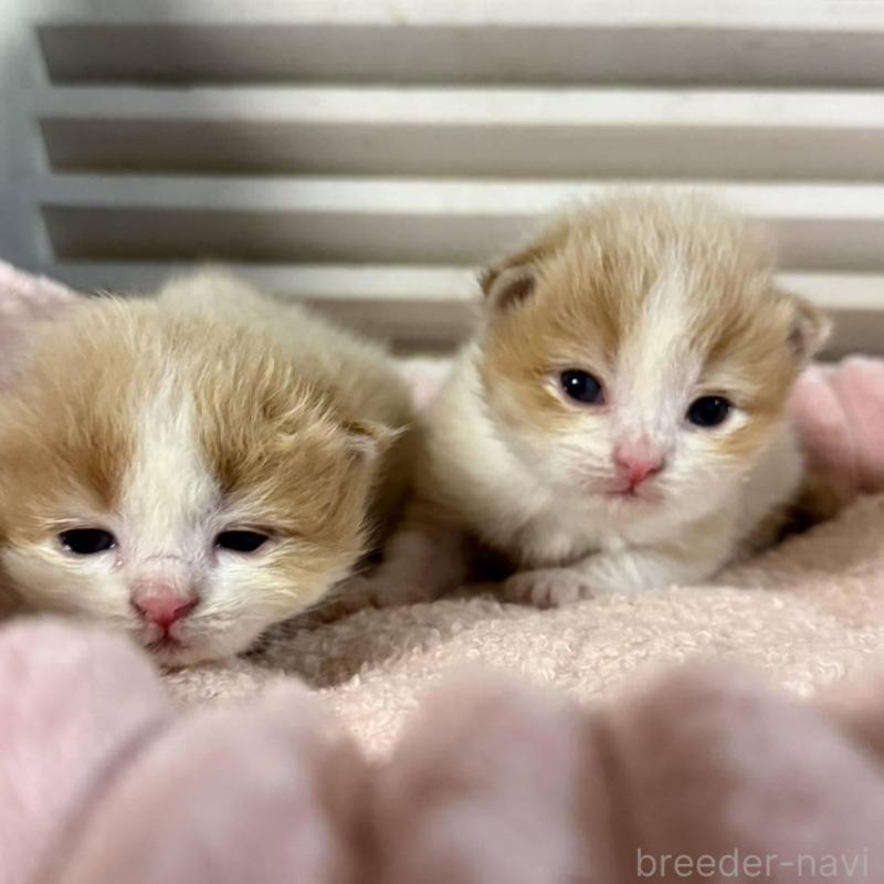 販売中の北海道のミックス-134804の12枚目