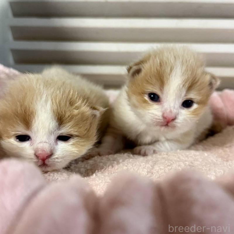 販売中の北海道のミックス-134804の11枚目