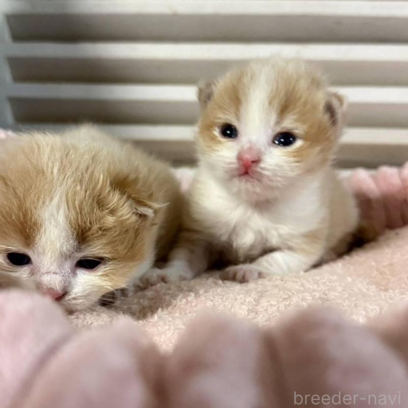 販売中の北海道のミックス-134804の10枚目