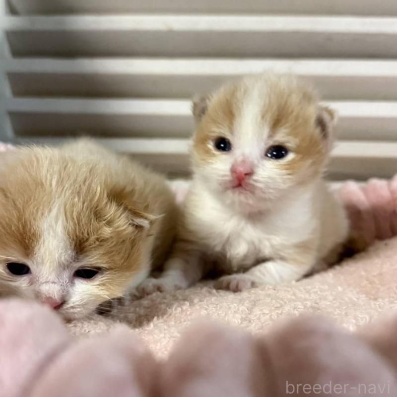 販売中の北海道のミックス-134804の9枚目