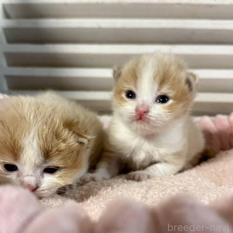 販売中の北海道のミックス-134804の8枚目