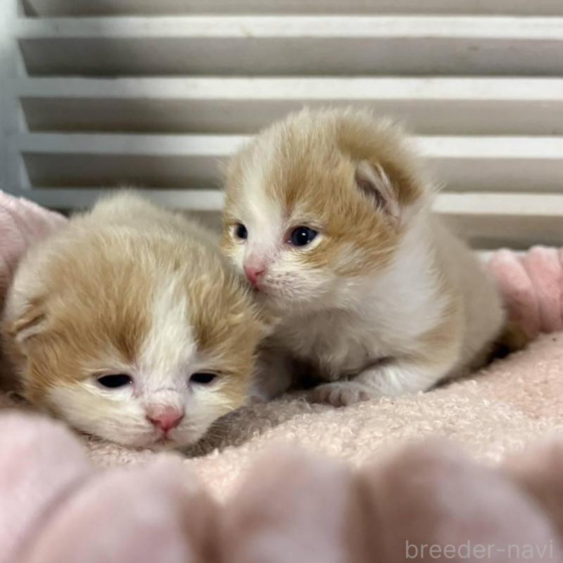 販売中の北海道のミックス-134804の7枚目