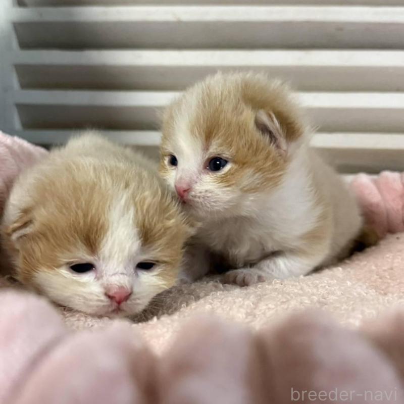 販売中の北海道のミックス-134804の6枚目