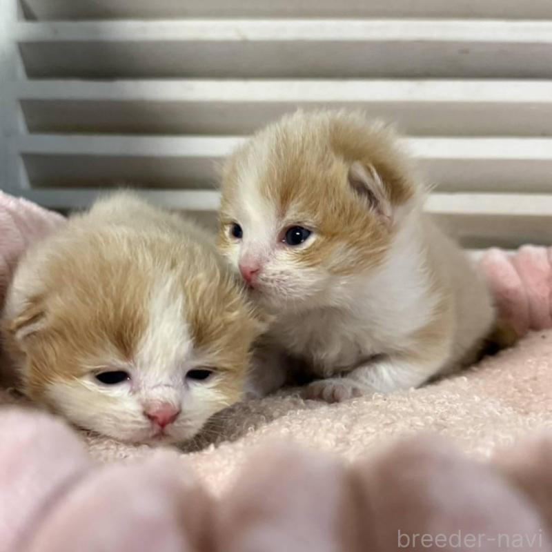 販売中の北海道のミックス-134804の5枚目