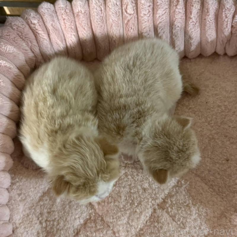 販売中の北海道のミックス-134804の4枚目