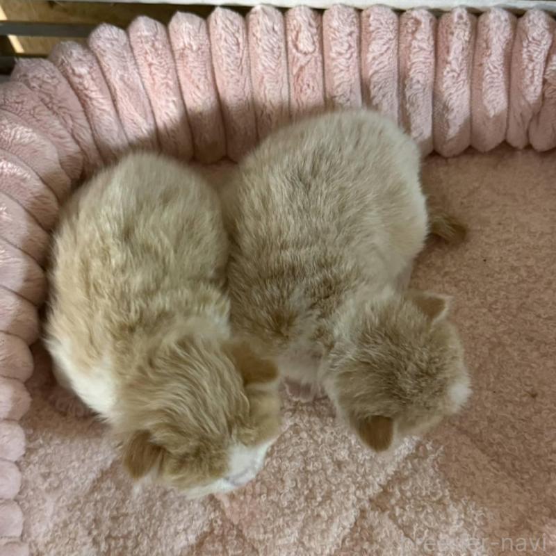 販売中の北海道のミックス-134804の3枚目