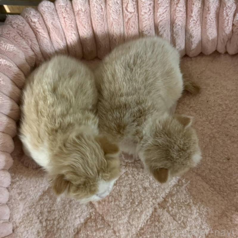 販売中の北海道のミックス-134804の2枚目