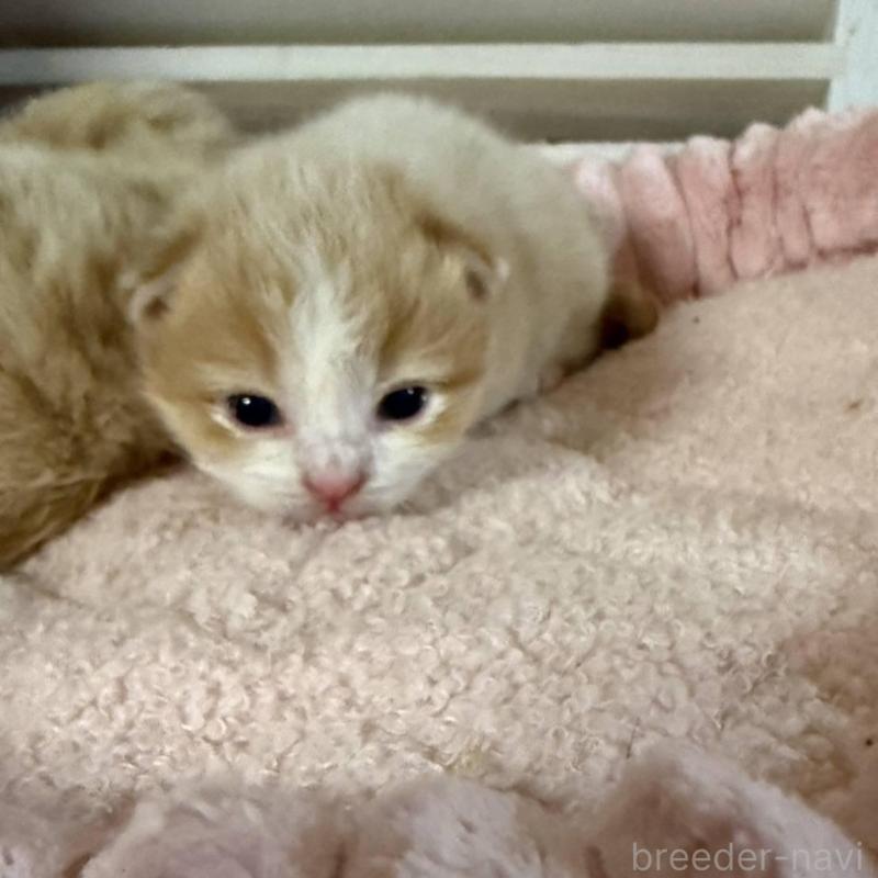 販売中の北海道のミックス-134805の6枚目