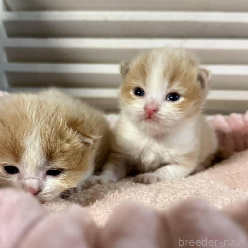 販売中の北海道のミックス-134805の4枚目