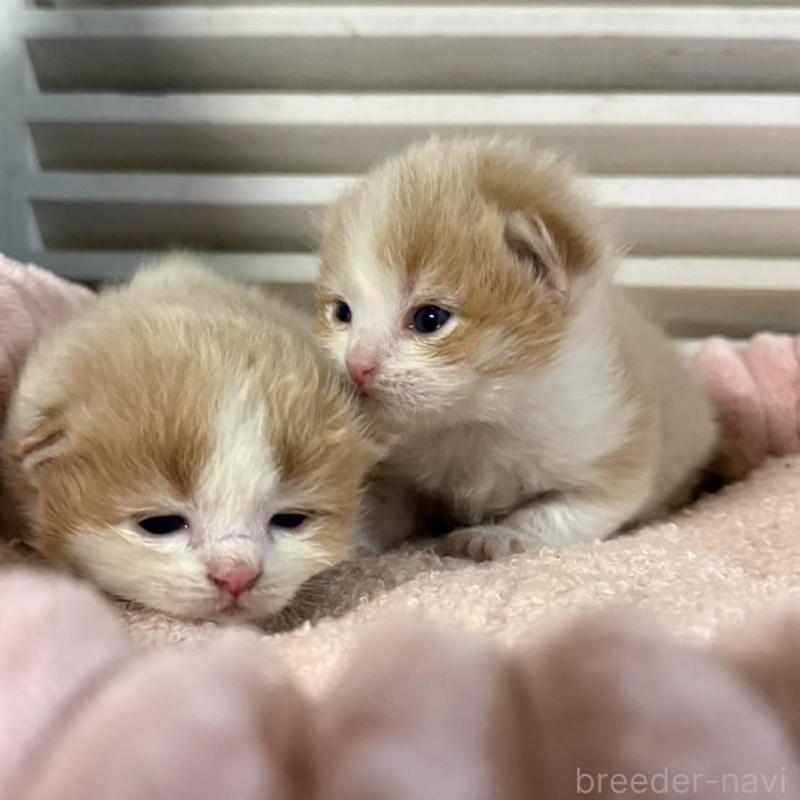 販売中の北海道のミックス-134805の3枚目