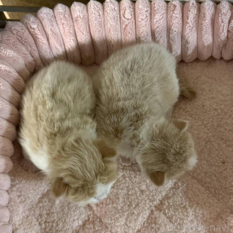 販売中の北海道のミックス-134805の2枚目