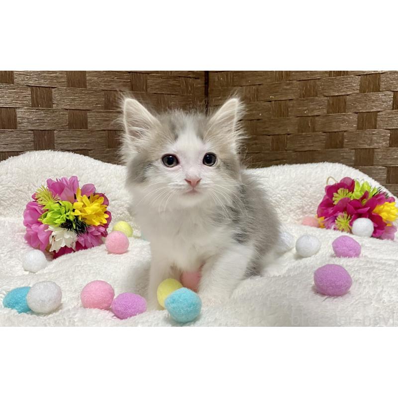 販売中の愛知県のミヌエット-132571の5枚目