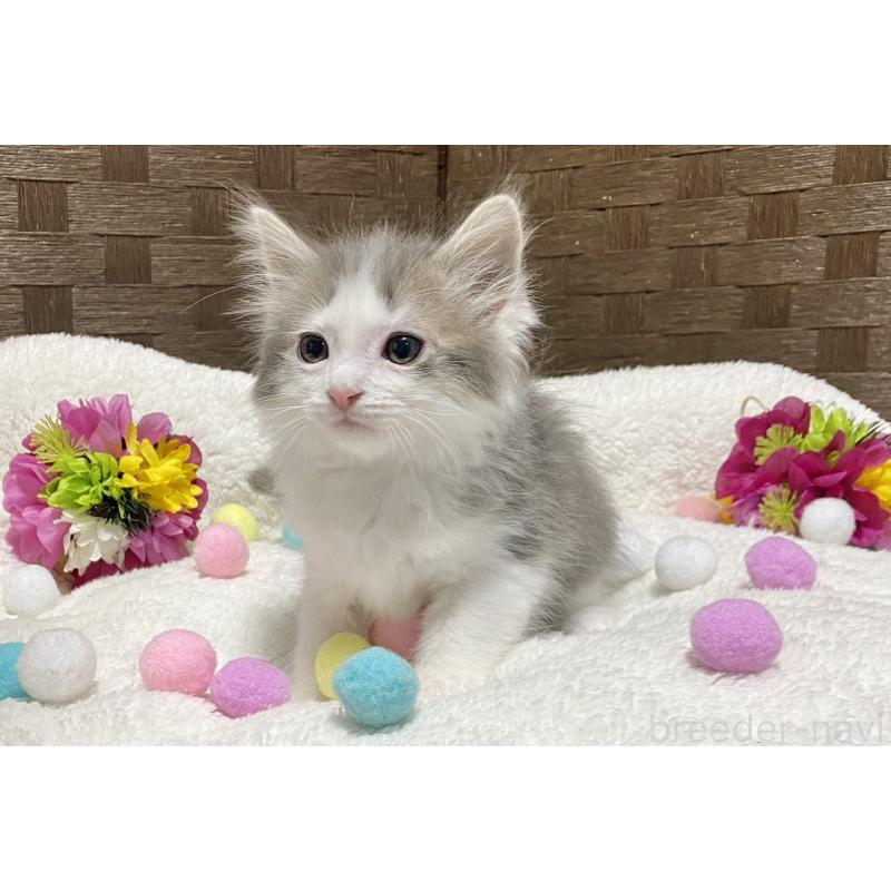 販売中の愛知県のミヌエット-132571の4枚目