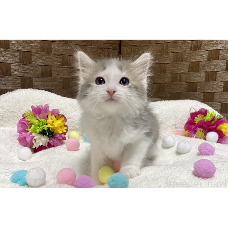 販売中の愛知県のミヌエット-132571の3枚目