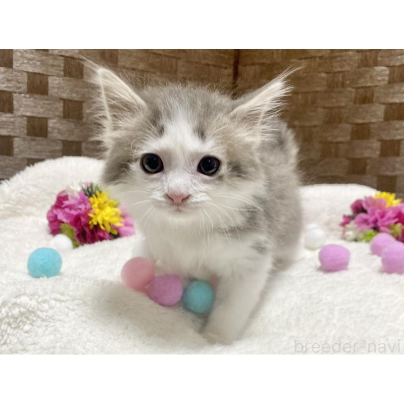 販売中の愛知県のミヌエット-132571の2枚目