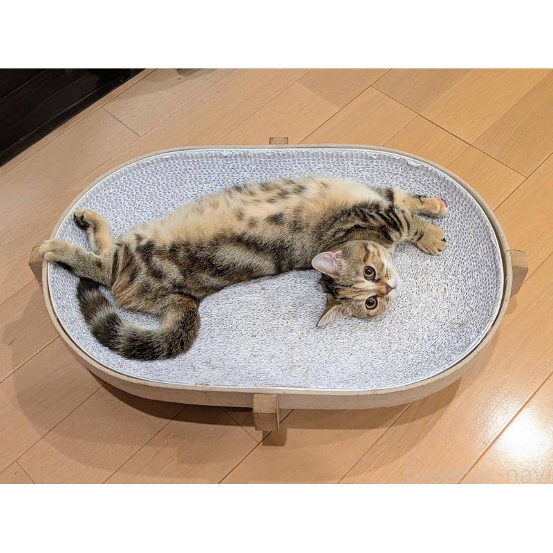 販売中の埼玉県のミヌエット(短足)-126997の6枚目