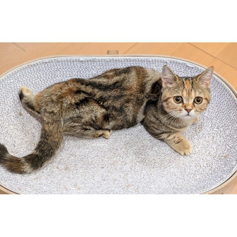 販売中の埼玉県のミヌエット(短足)-126997の5枚目