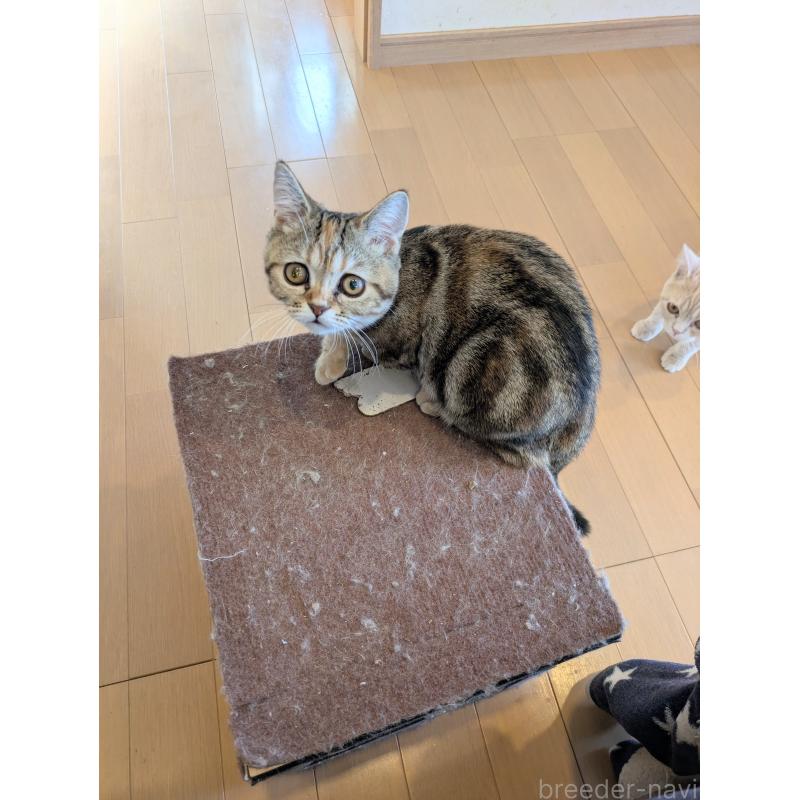 販売中の埼玉県のミヌエット(短足)-126997の4枚目