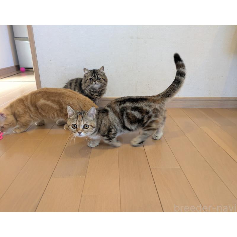 販売中の埼玉県のミヌエット(短足)-126997の3枚目