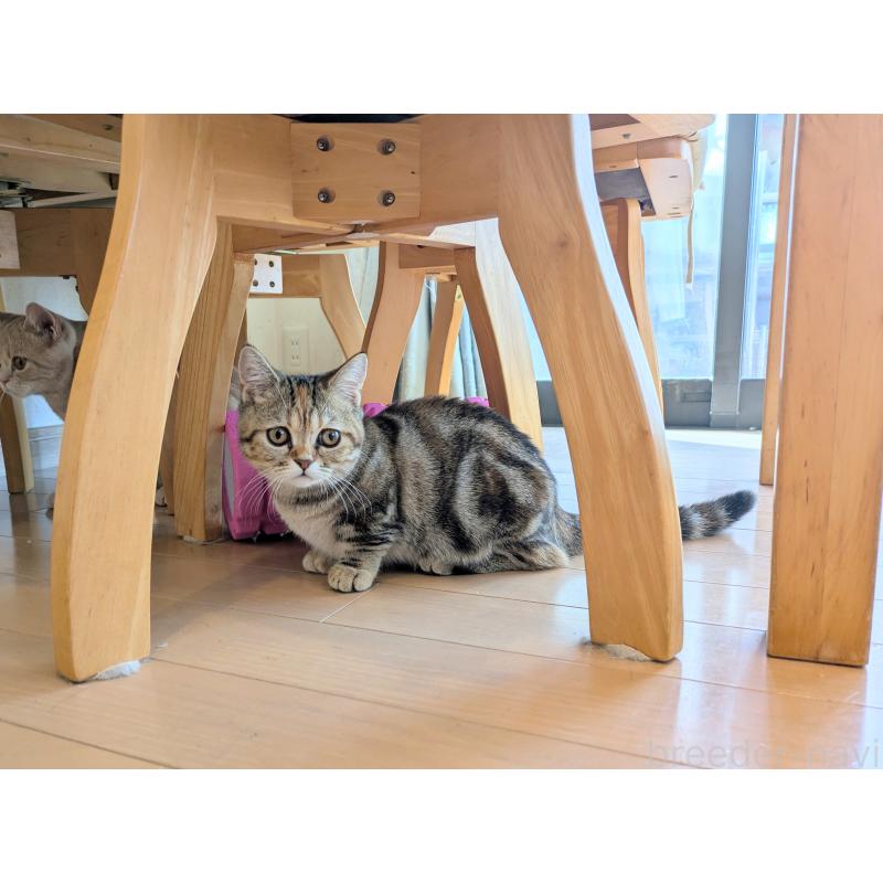 販売中の埼玉県のミヌエット(短足)-126997の2枚目