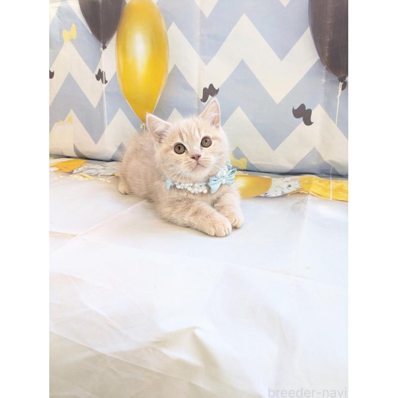 販売中の埼玉県のミヌエット-134806の13枚目