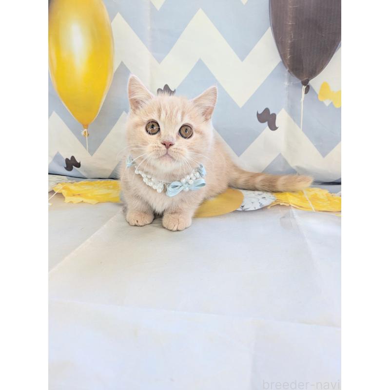 販売中の埼玉県のミヌエット-134806の12枚目