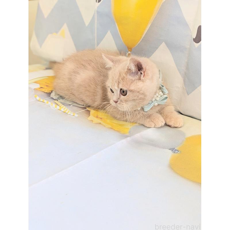 販売中の埼玉県のミヌエット-134806の10枚目