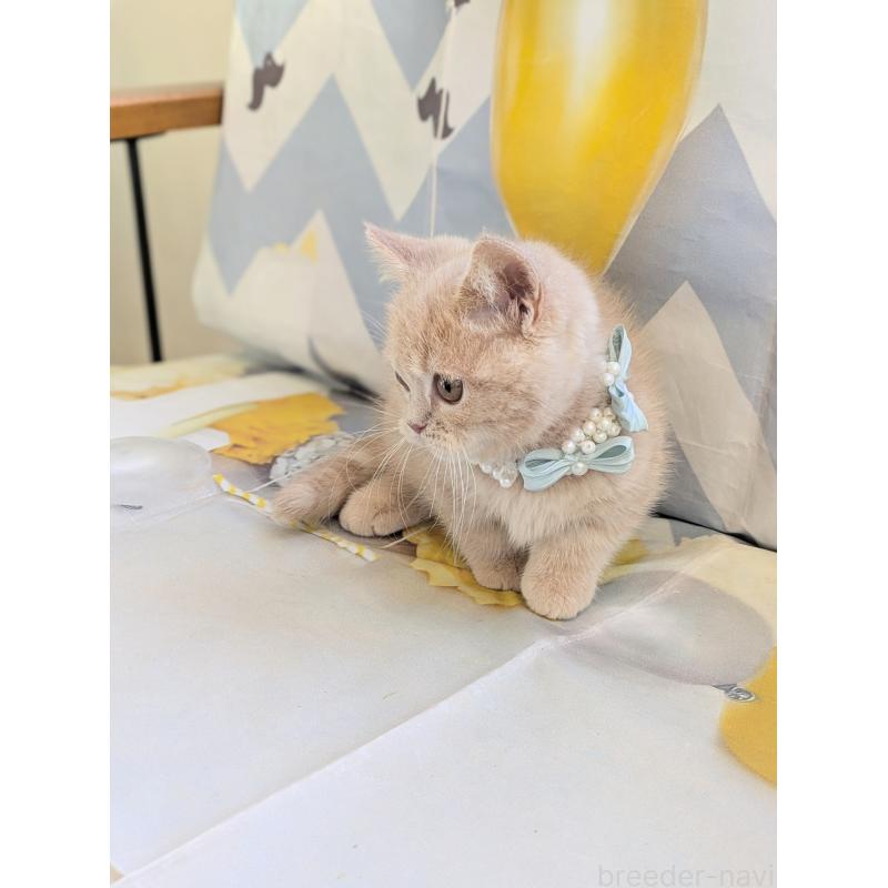 販売中の埼玉県のミヌエット-134806の9枚目