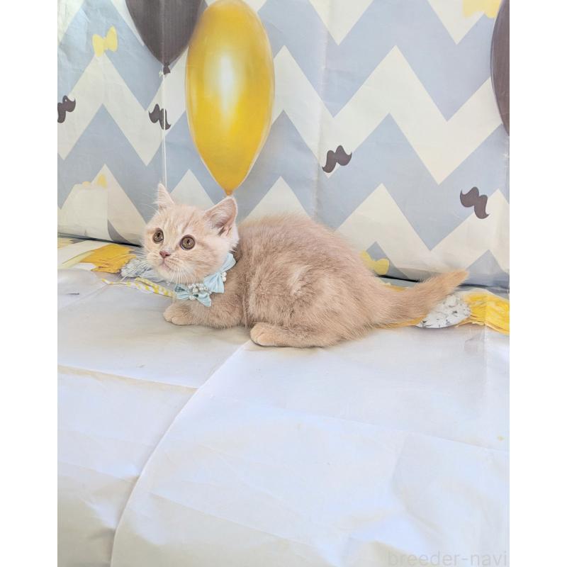 販売中の埼玉県のミヌエット-134806の8枚目