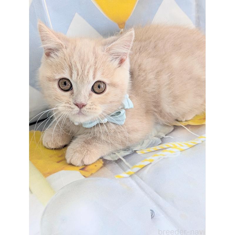 販売中の埼玉県のミヌエット-134806の7枚目