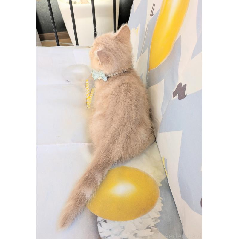 販売中の埼玉県のミヌエット-134806の6枚目