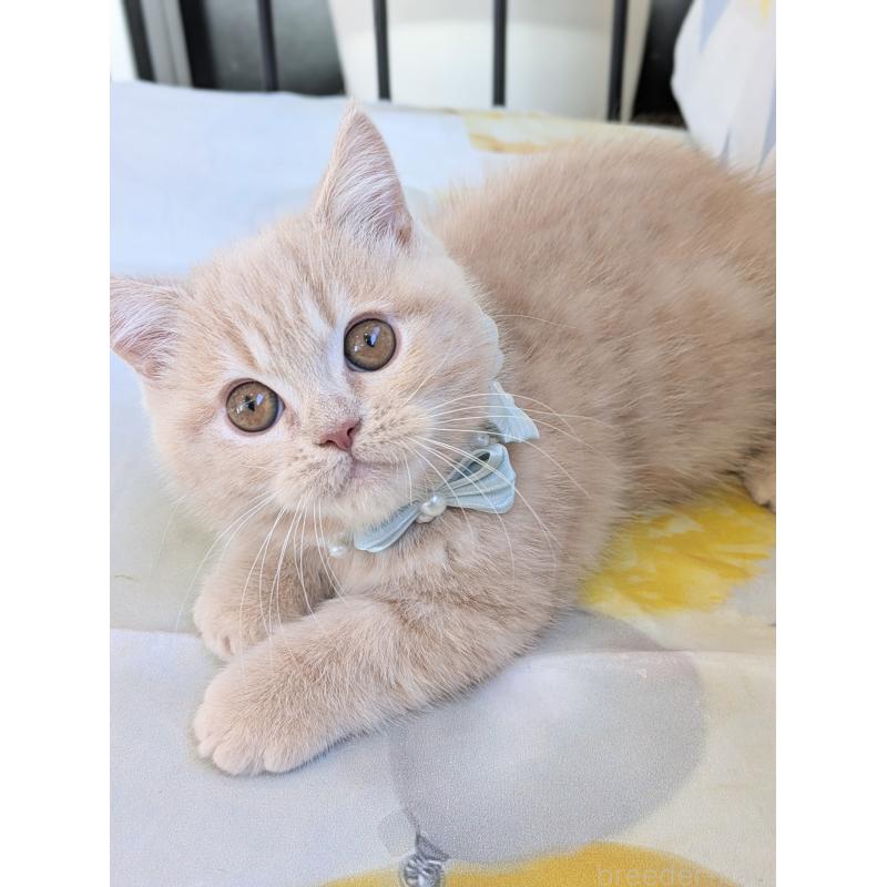 販売中の埼玉県のミヌエット-134806の5枚目