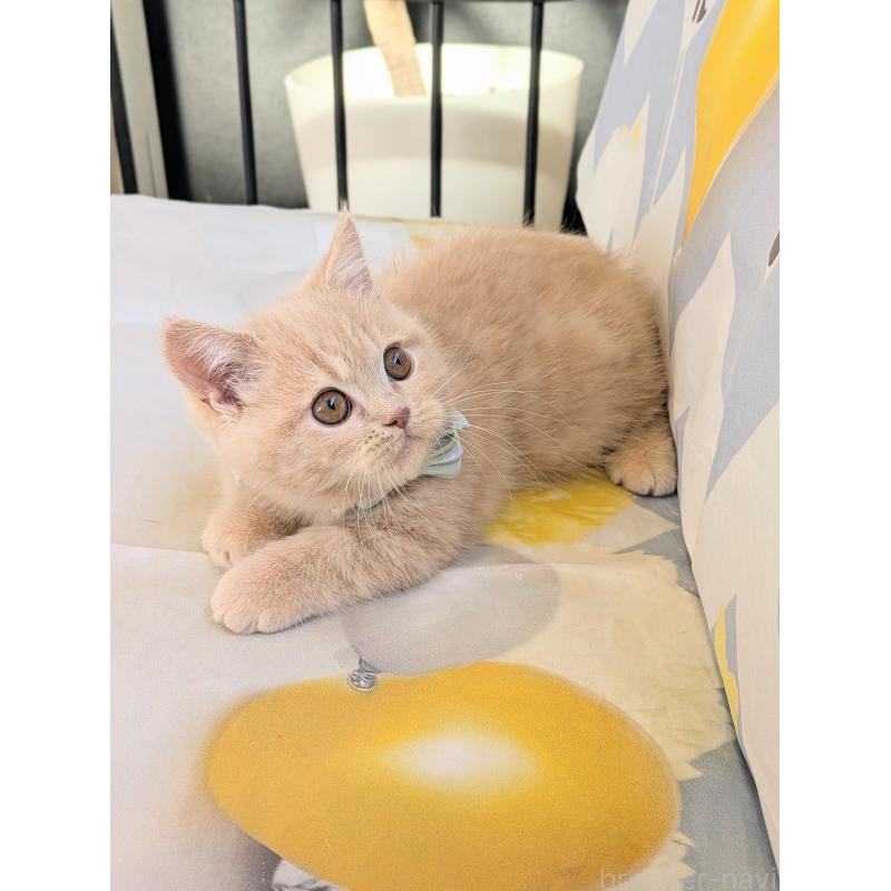 販売中の埼玉県のミヌエット-134806の4枚目