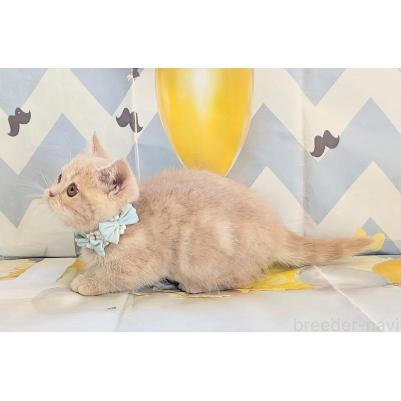 販売中の埼玉県のミヌエット-134806の3枚目