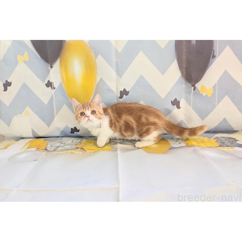 販売中の埼玉県のミヌエット(短足)-134807の10枚目