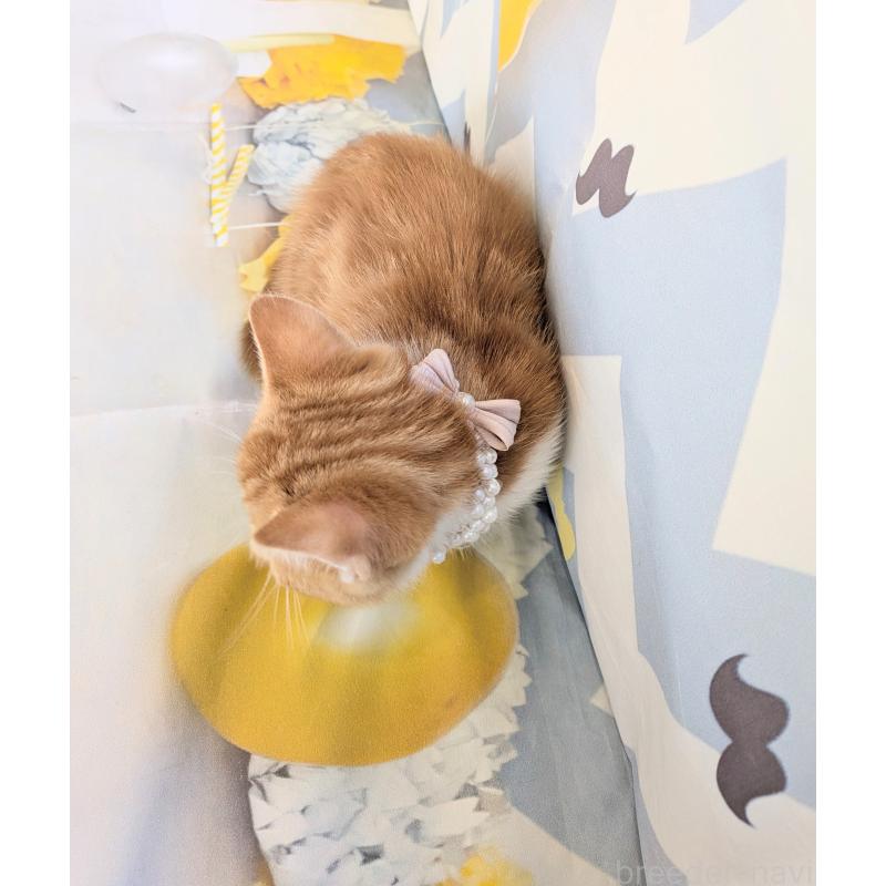 販売中の埼玉県のミヌエット(短足)-134807の8枚目