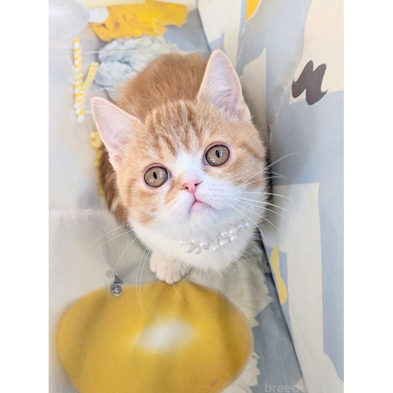 販売中の埼玉県のミヌエット(短足)-134807の7枚目